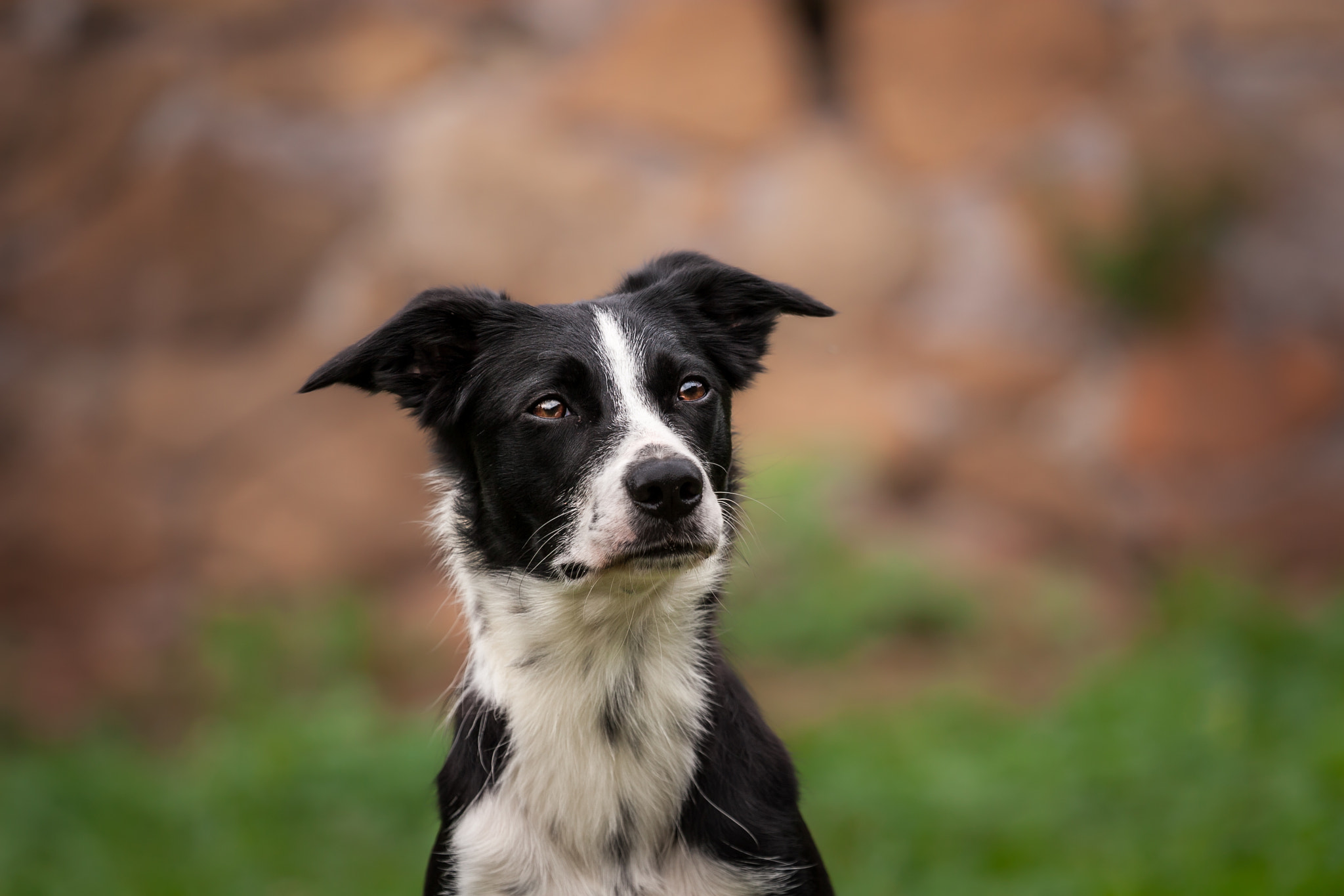 Canon EOS 30D + Canon EF 70-200mm F4L USM sample photo. Border collie photography