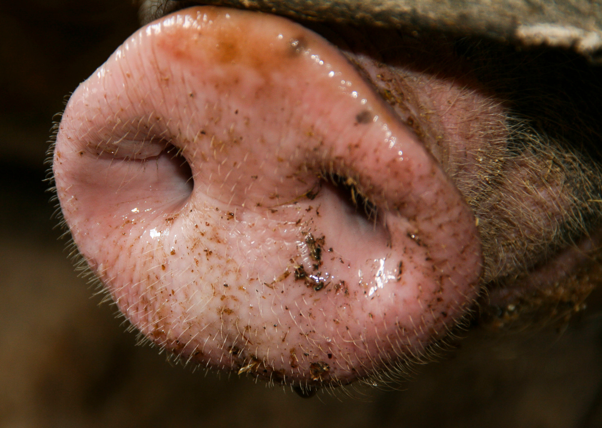 Canon EOS 400D (EOS Digital Rebel XTi / EOS Kiss Digital X) sample photo. Oink,oink photography