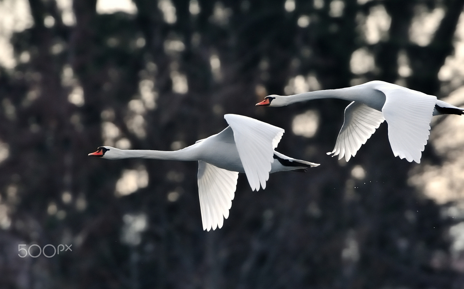 Nikon D700 + Nikon AF-S Nikkor 400mm F2.8G ED VR II sample photo. Swans in flight photography