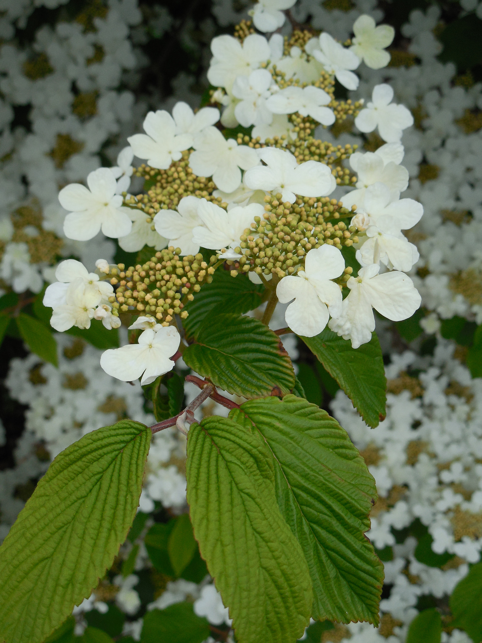 Nikon COOLPIX L620 sample photo. Viburnum blooms photography