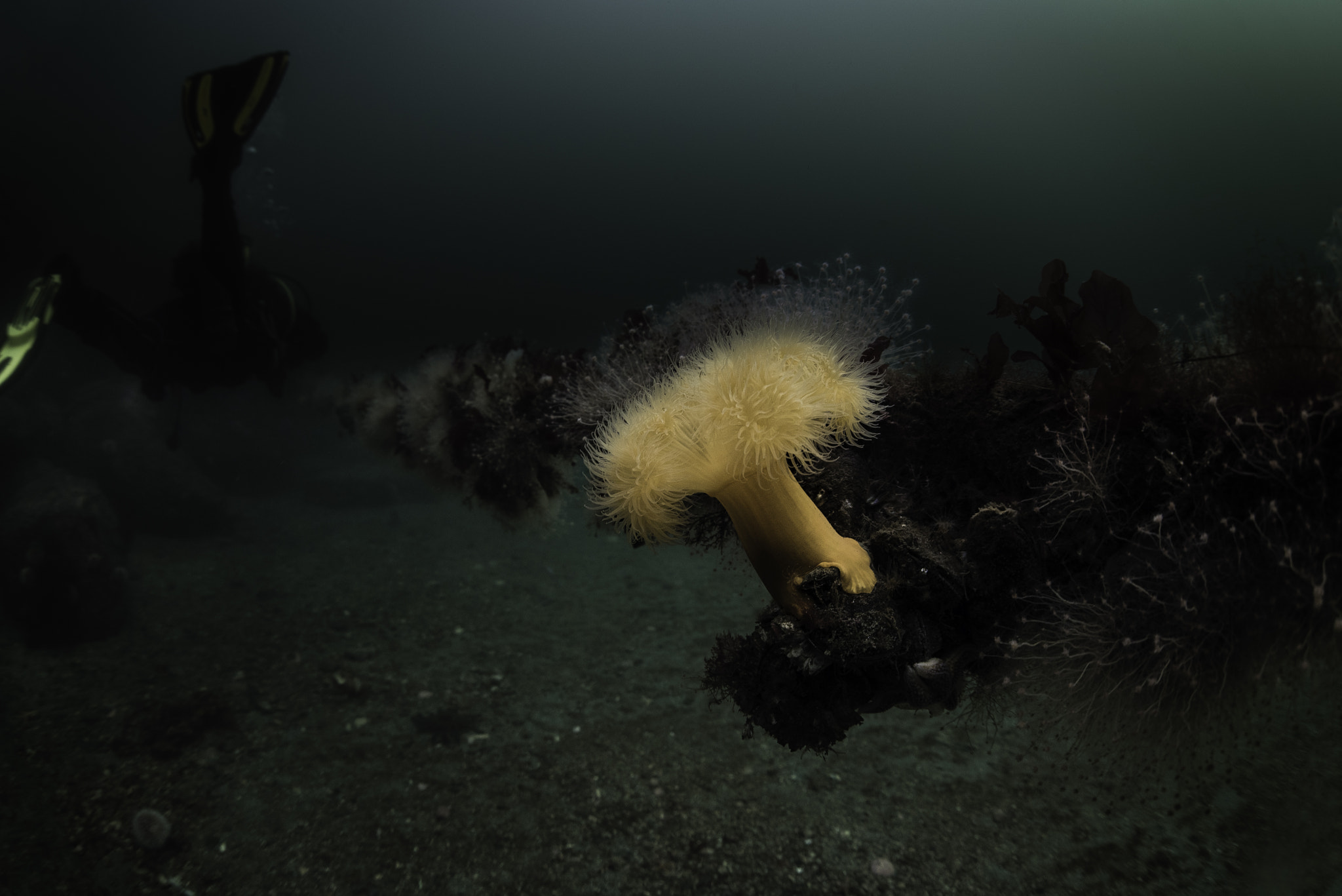 Nikon D750 + Sigma 15mm F2.8 EX DG Diagonal Fisheye sample photo. Plumose anemone on a rope photography