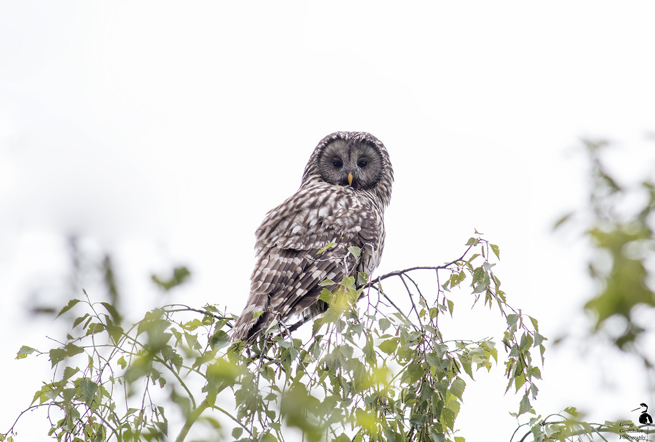 Canon EOS 70D + Canon EF 400mm F5.6L USM sample photo. Ural owl photography