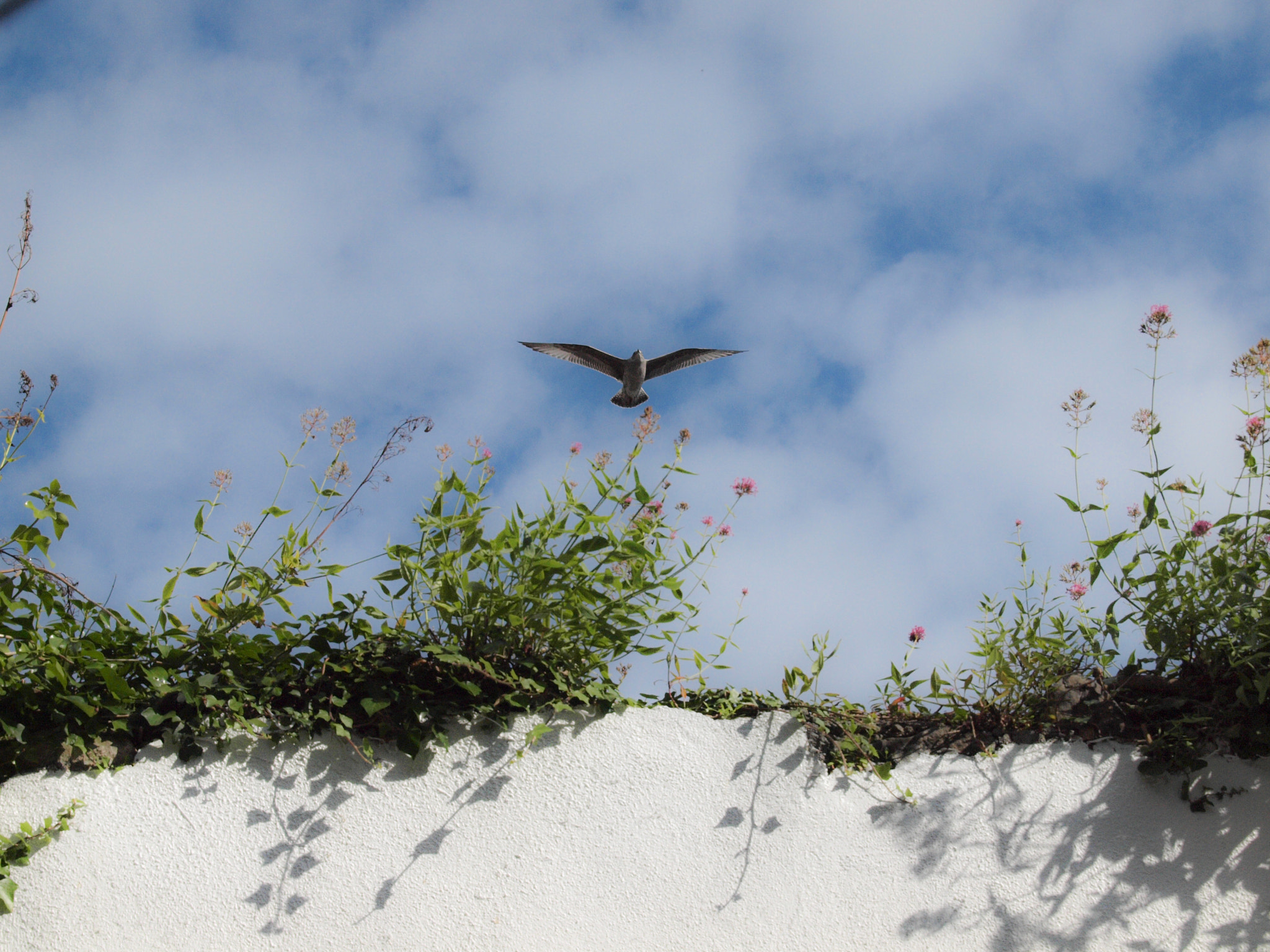 Olympus E-30 sample photo. Seagull over the wall photography