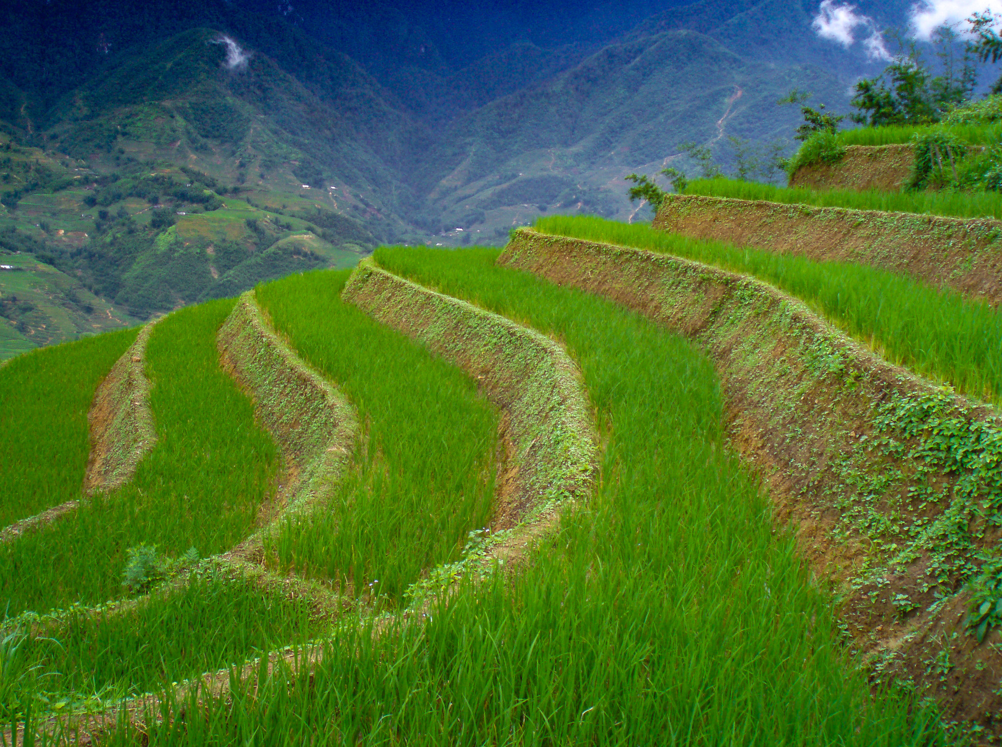 Olympus u700,S700 sample photo. Vietnamese rice field photography