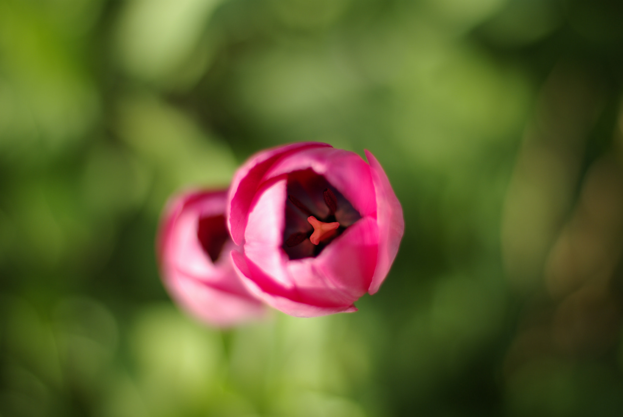 Pentax K10D + Pentax smc FA 50mm F1.4 sample photo. Tulips in my garden photography