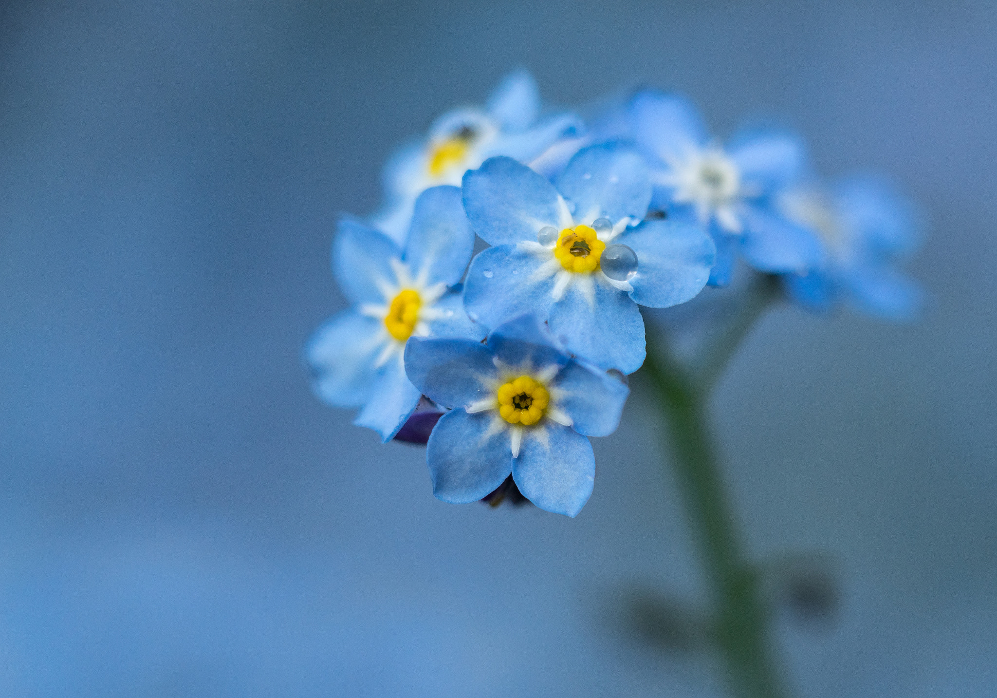 135mm F2 sample photo. Forget-me-not photography