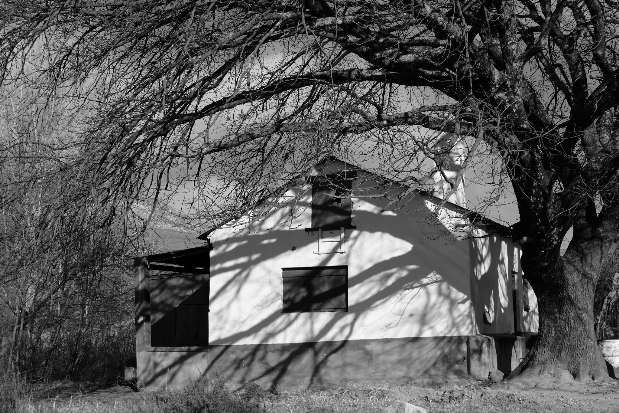 Canon EF-S 18-55mm F3.5-5.6 IS sample photo. A tree and its house photography