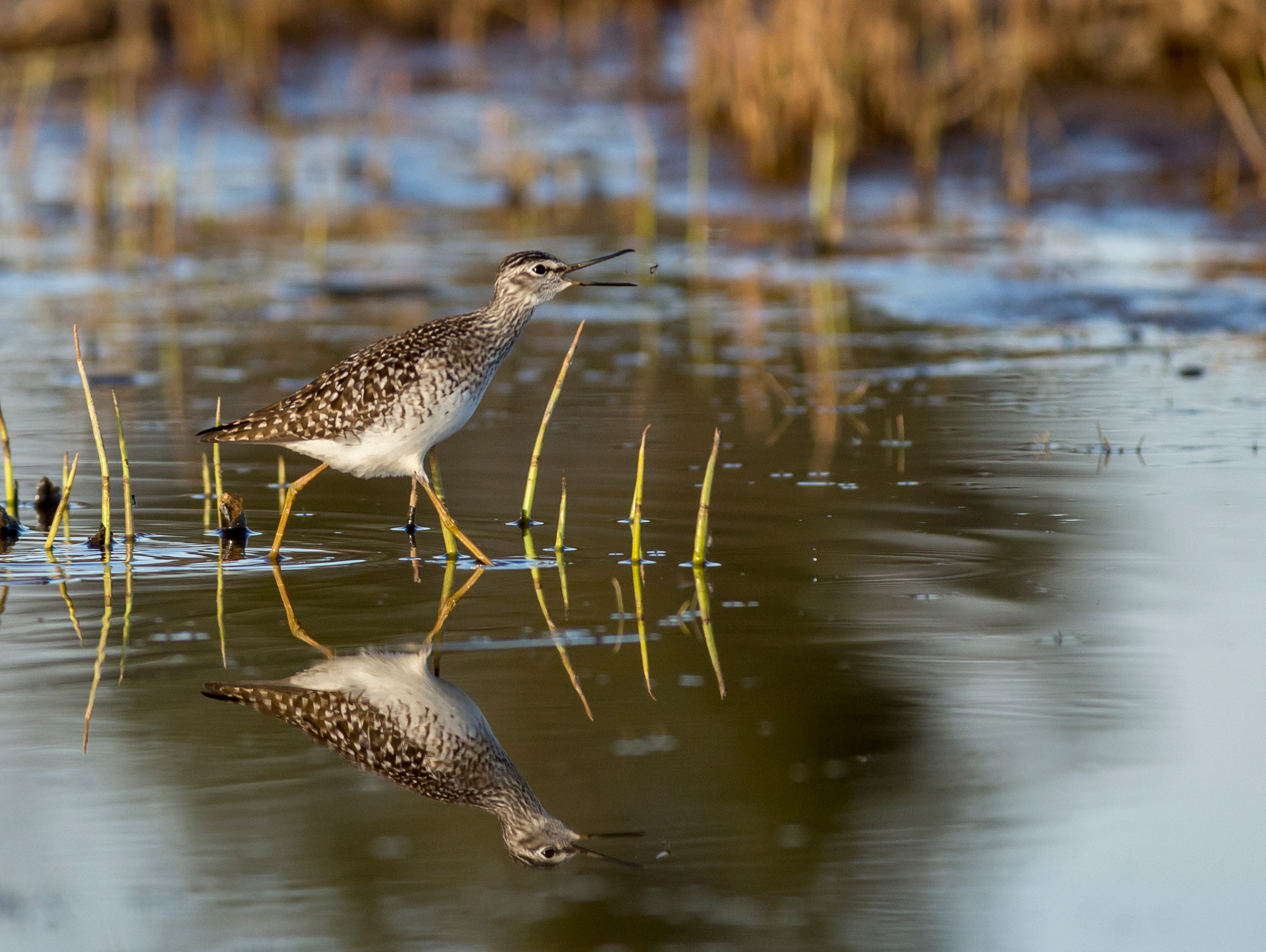 Canon EOS 6D + Canon EF 400mm F5.6L USM sample photo. Common greenshank photography