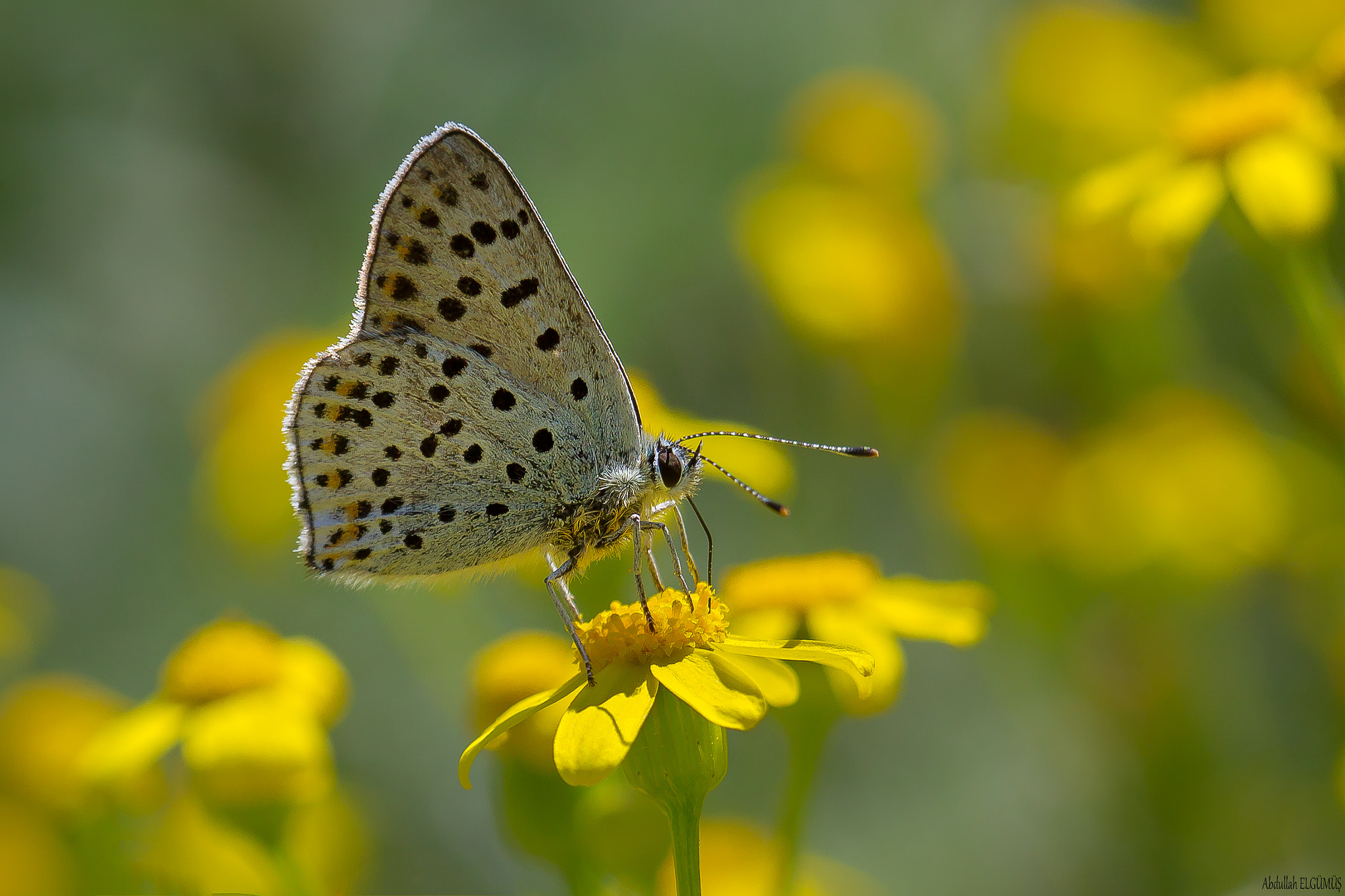 Canon EF 100mm F2.8 Macro USM sample photo. İsli bakır /  lycaena tityrus photography
