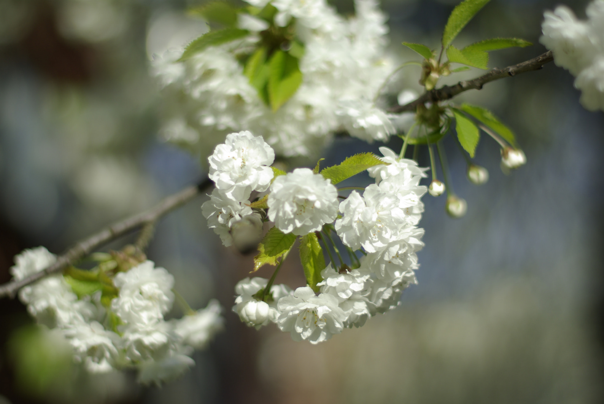 Pentax K10D + Pentax smc FA 50mm F1.4 sample photo. Cherry blossom photography