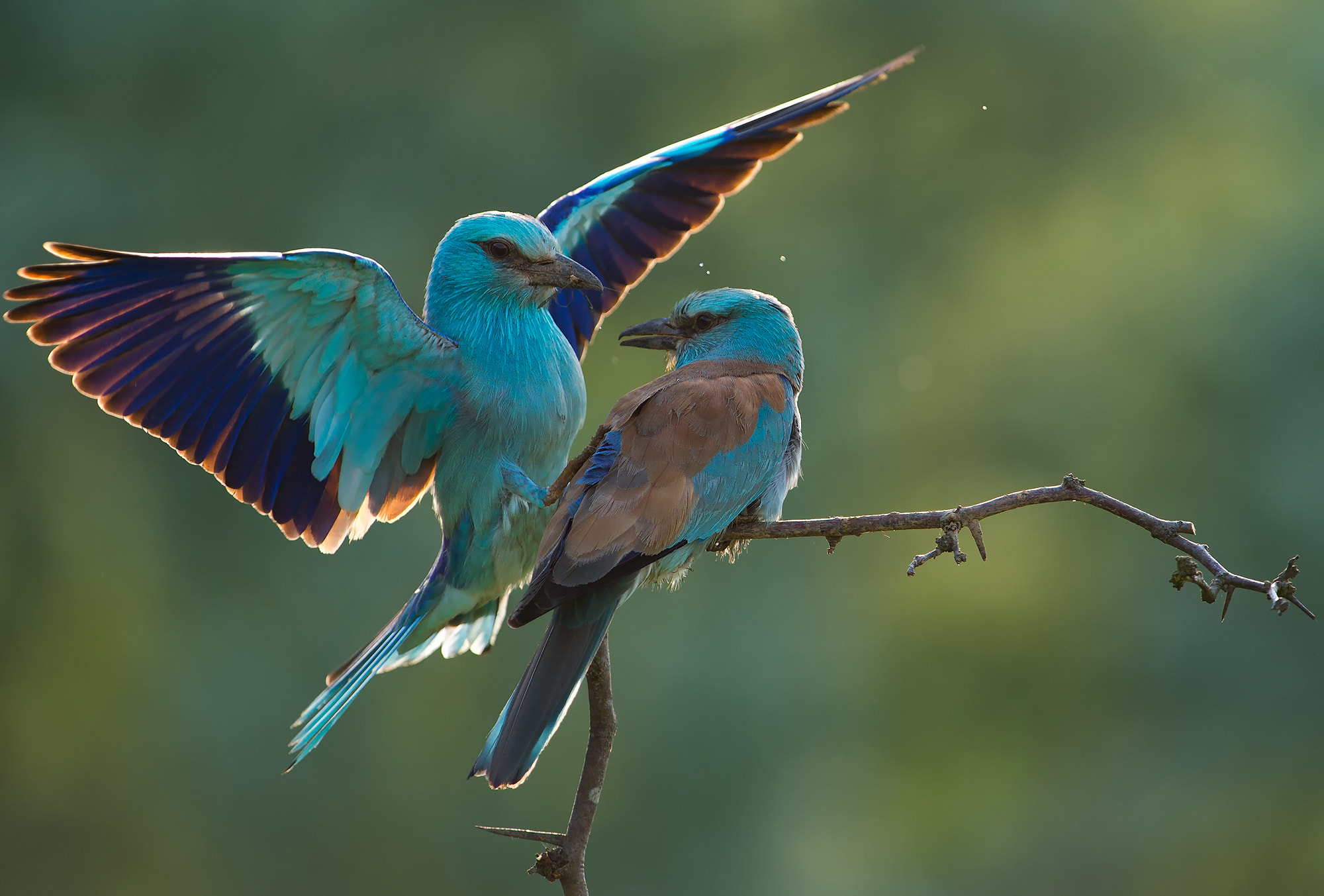 Nikon AF-S Nikkor 300mm F2.8G ED-IF VR sample photo. European rollers photography
