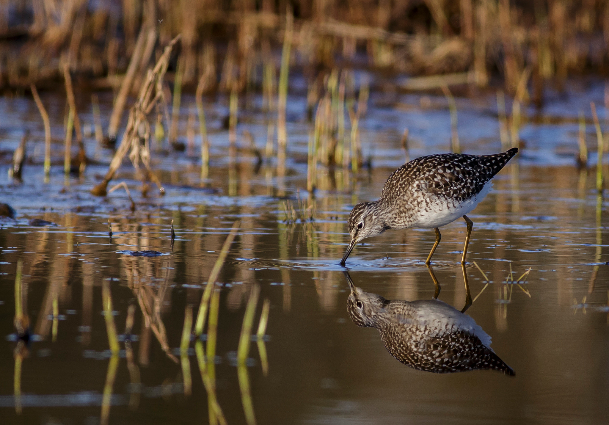 Canon EOS 6D + Canon EF 400mm F5.6L USM sample photo. Reflections photography