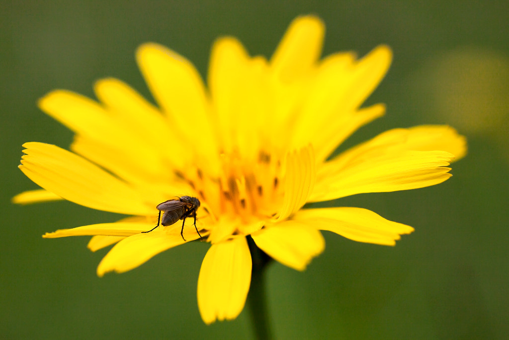 Canon EOS 50D + Canon EF 50mm F2.5 Macro sample photo. Be my guest photography