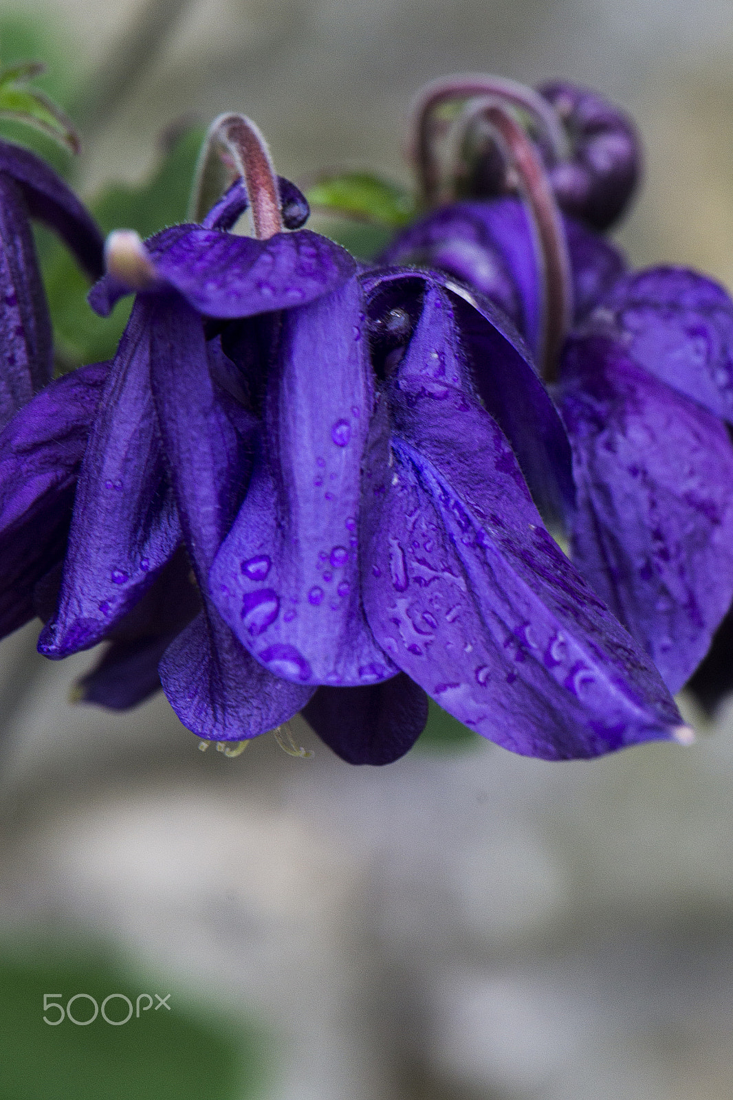 Nikon AF-S DX Micro-Nikkor 85mm F3.5G ED VR sample photo. Weed photography