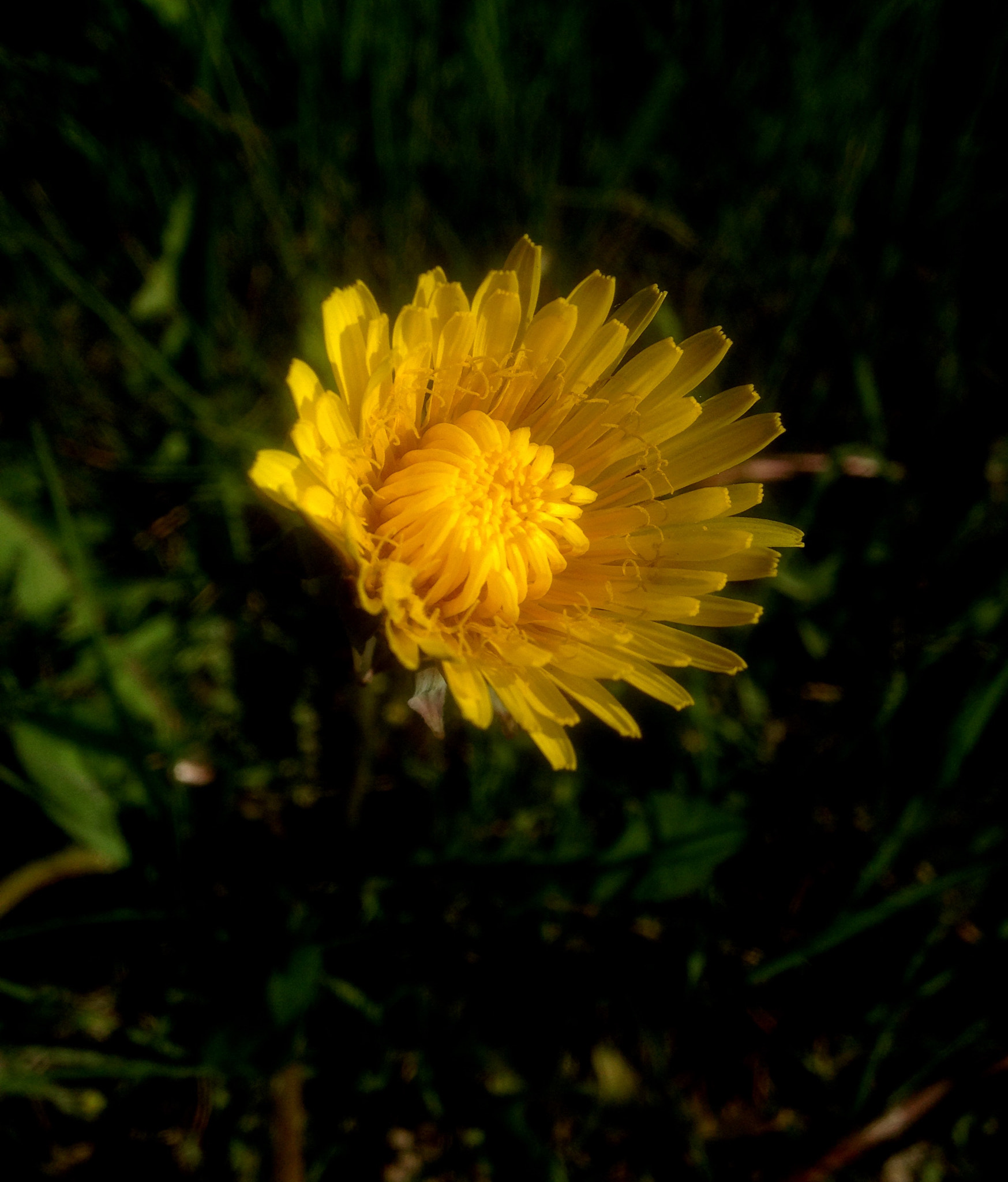 Apple iPhone5,4 sample photo