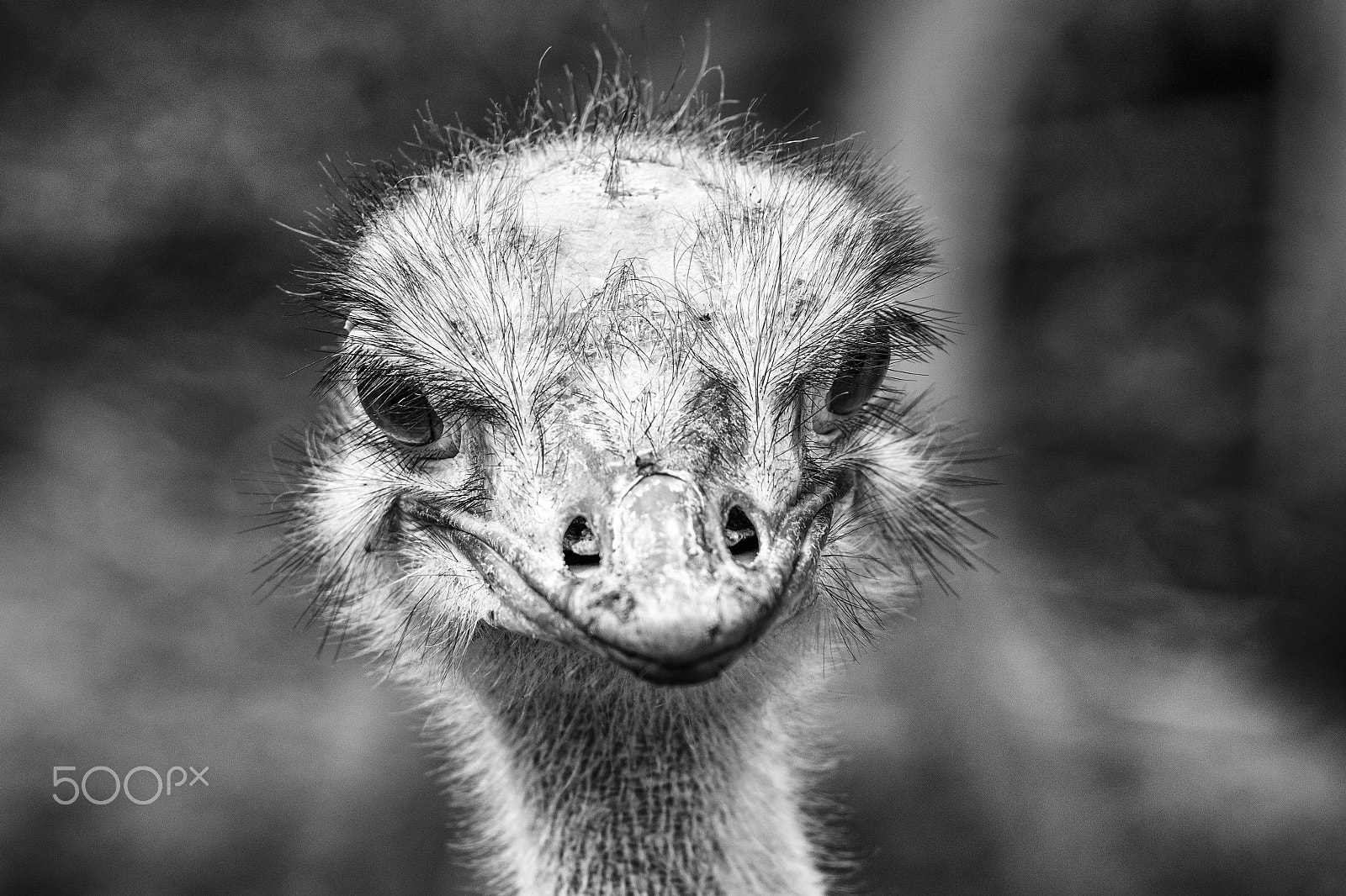 Nikon AF-S Nikkor 70-200mm F4G ED VR sample photo. Ostrich photography