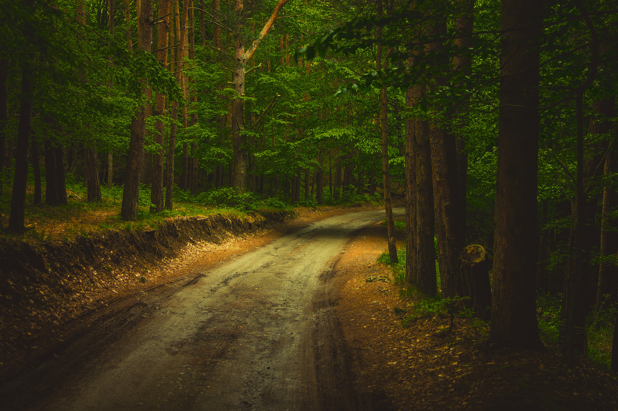 Canon EF 28-70mm f/3.5-4.5 sample photo. Forest light photography