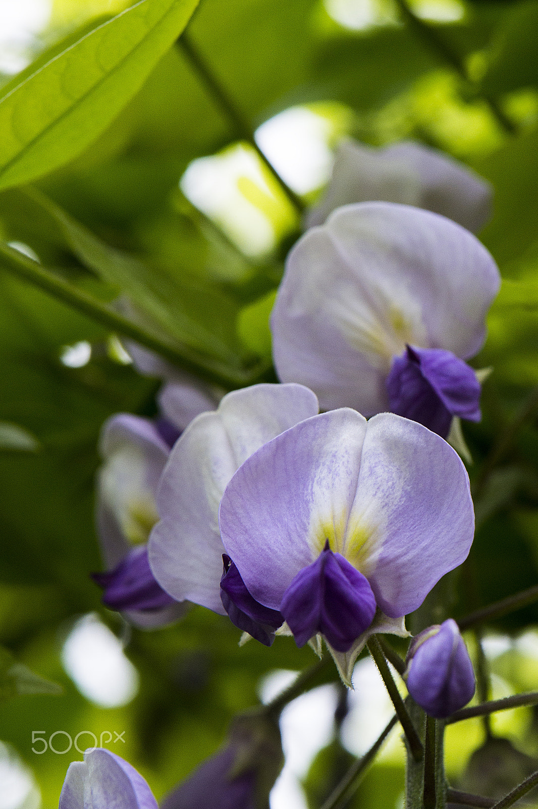 Nikon AF-S DX Micro-Nikkor 85mm F3.5G ED VR sample photo. Wisteria 2 photography