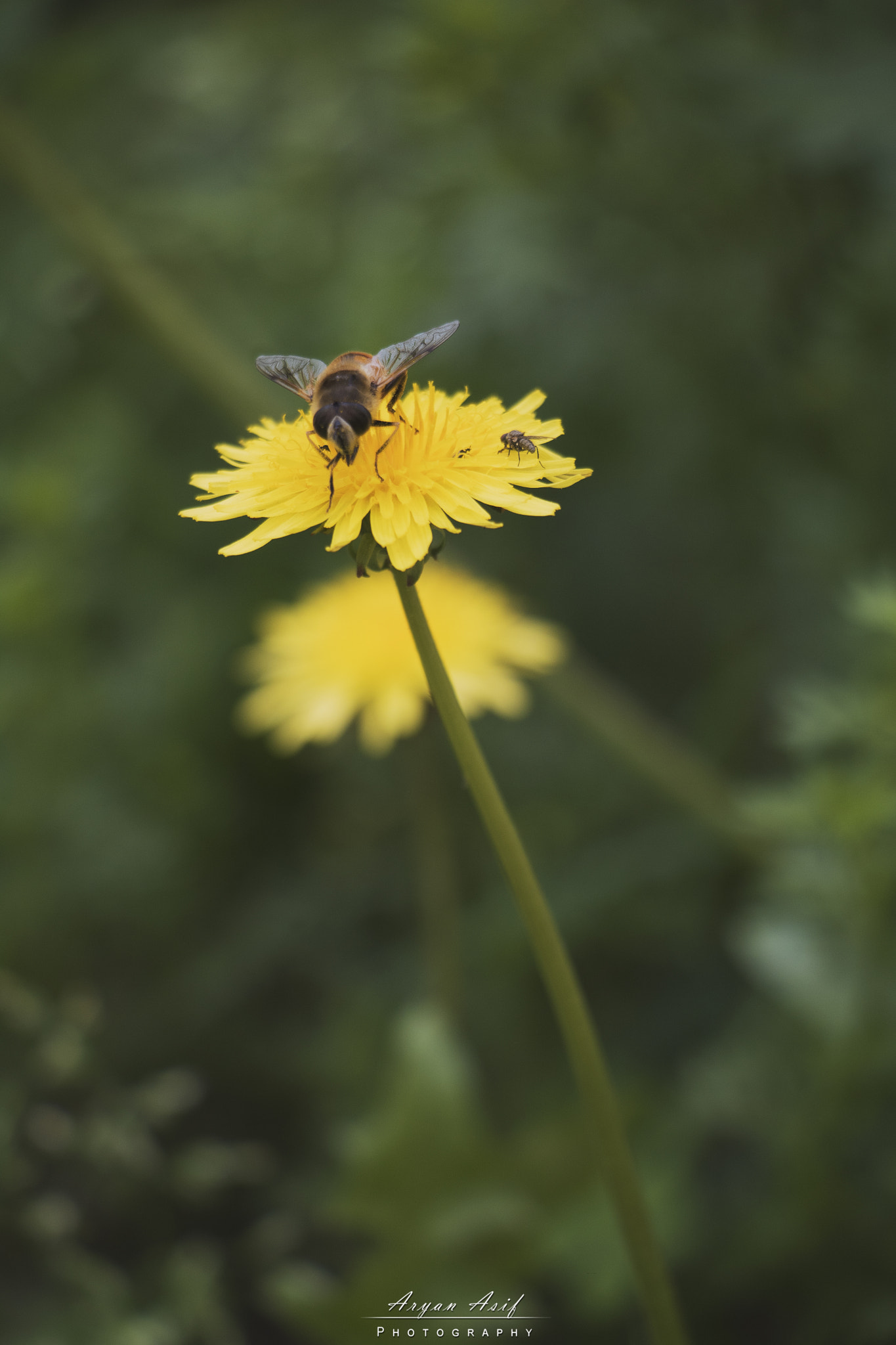 Canon EF-S 18-135mm F3.5-5.6 IS STM sample photo. Miss bee photography