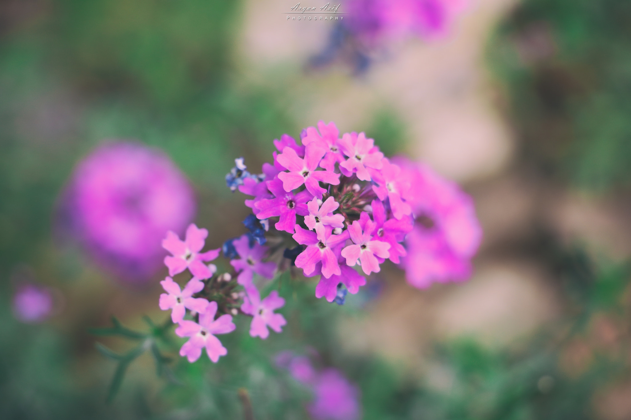Canon EF-S 18-135mm F3.5-5.6 IS STM sample photo. Pink petals photography