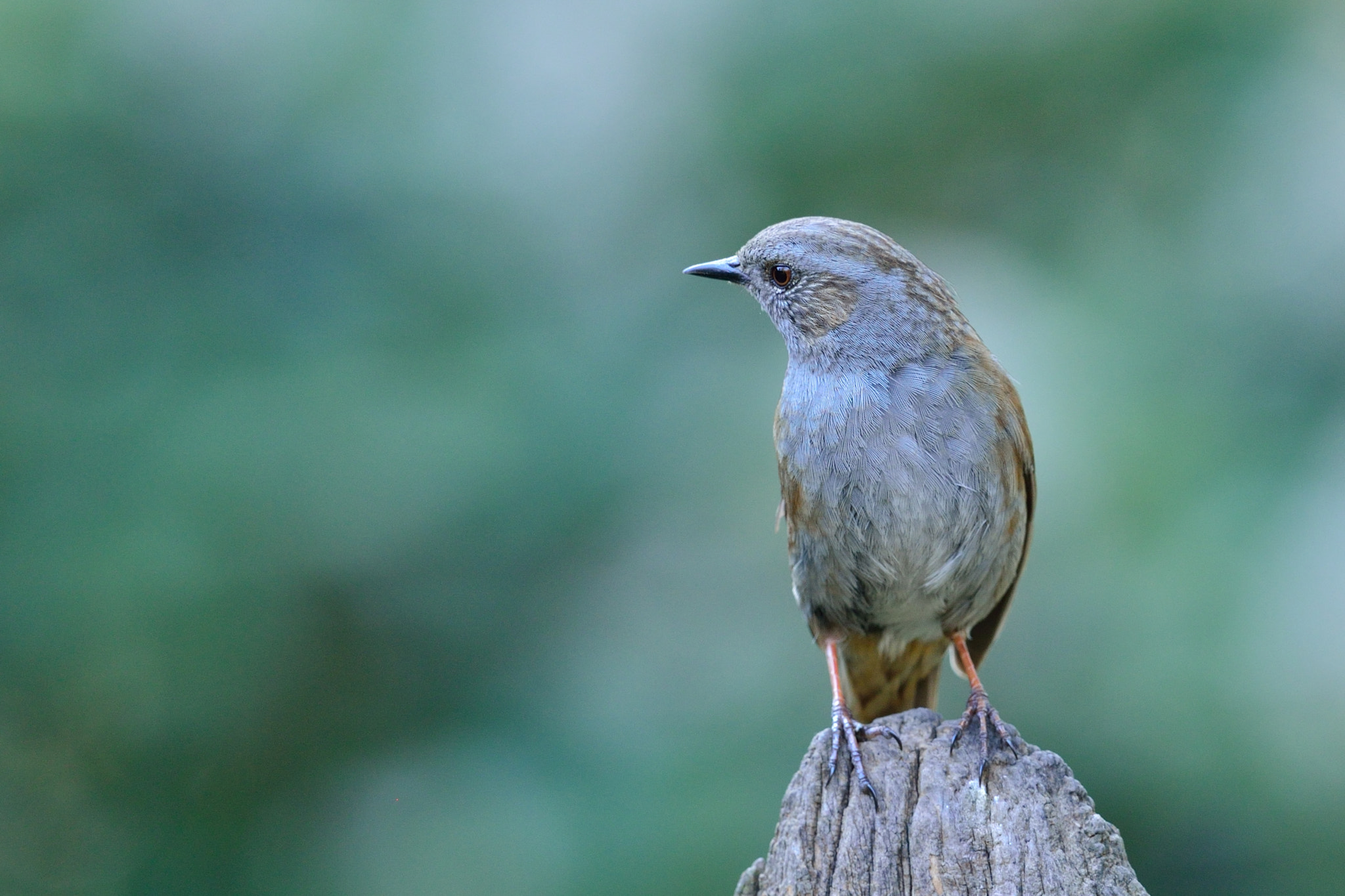 Nikon AF-S Nikkor 400mm F2.8D ED-IF II sample photo. Heggemus photography