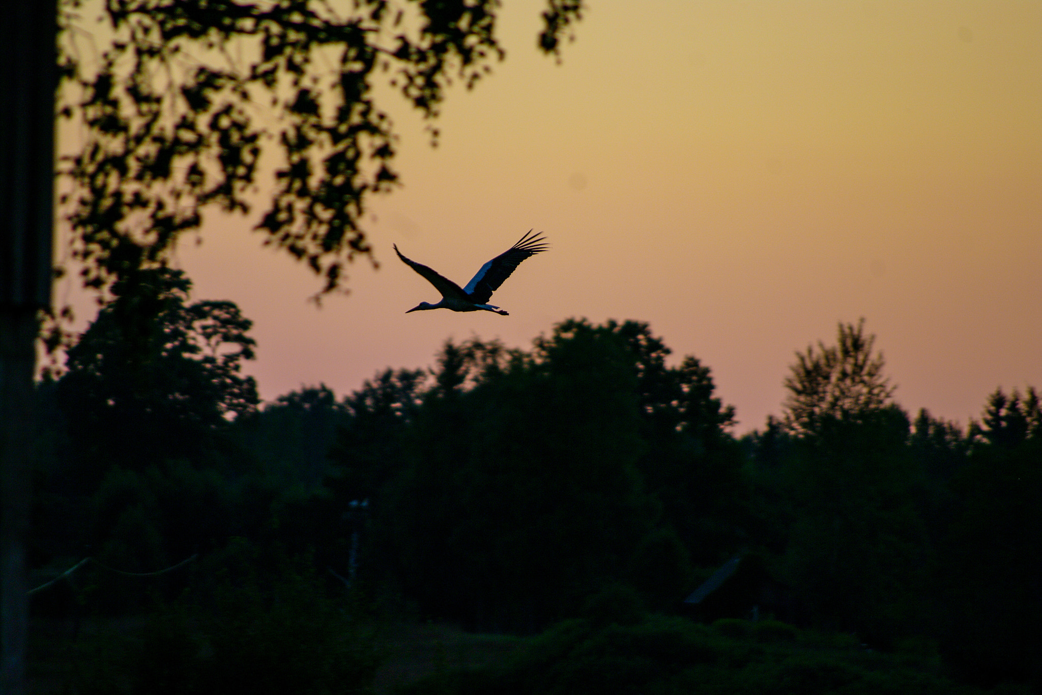 Pentax K20D + Pentax smc DA 55-300mm F4.0-5.8 ED sample photo. Stork in flight photography