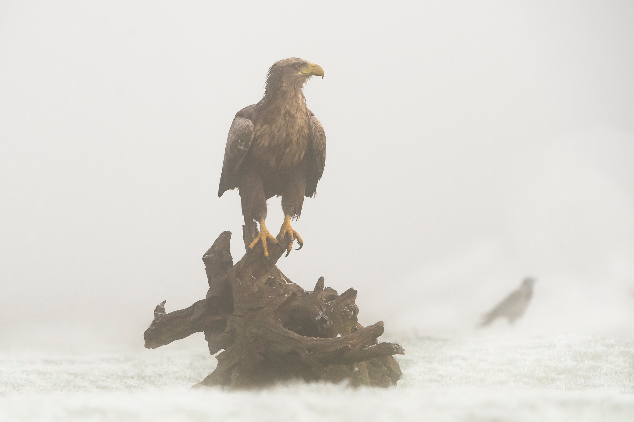 Nikon D4S sample photo. I took this photo in hungary 2016 of the white tail eagle photography