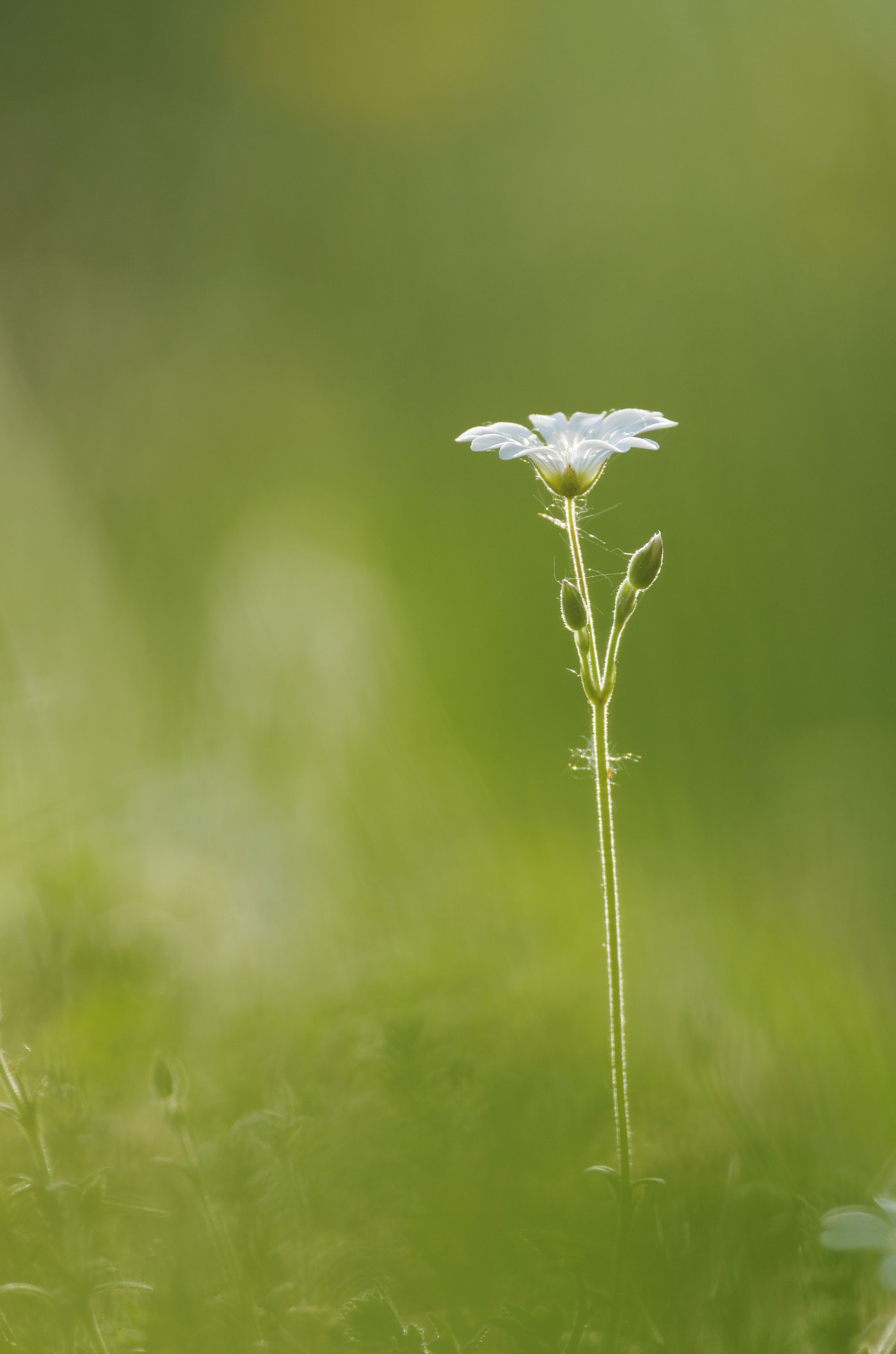 Pentax smc DA* 300mm F4.0 ED (IF) SDM sample photo. Backlight photography