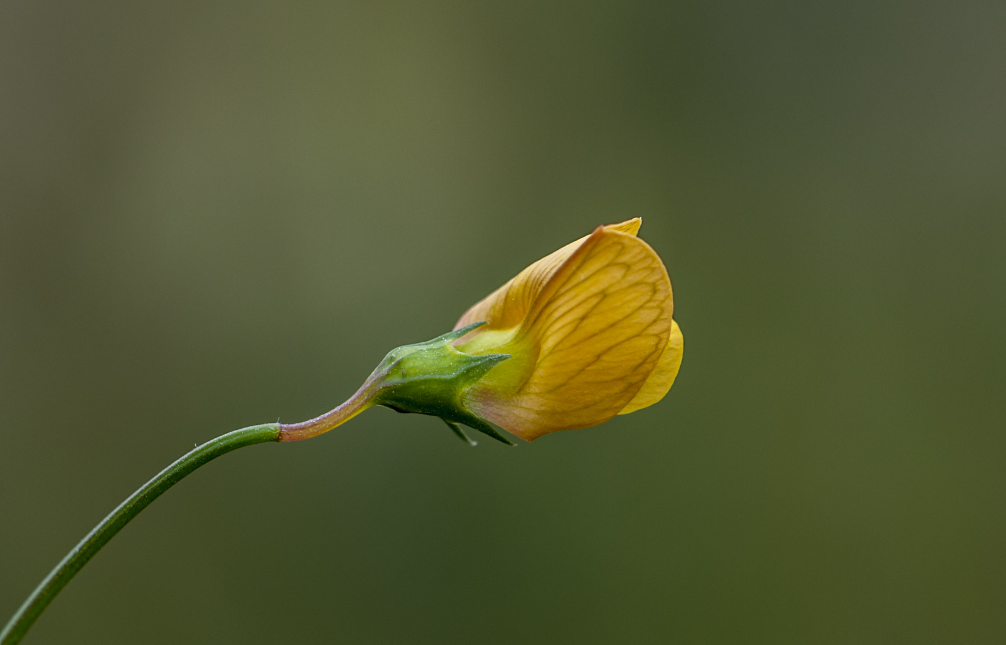 Sigma APO Macro 180mm F3.5 EX DG HSM sample photo. Una florecilla photography