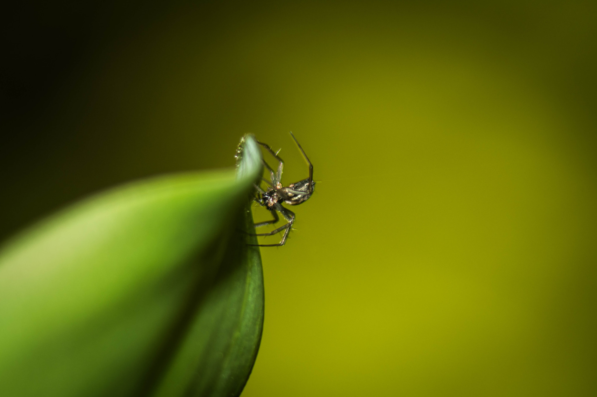 Canon EOS 80D + Canon EF 50mm F1.8 II sample photo. Spider leaf photography