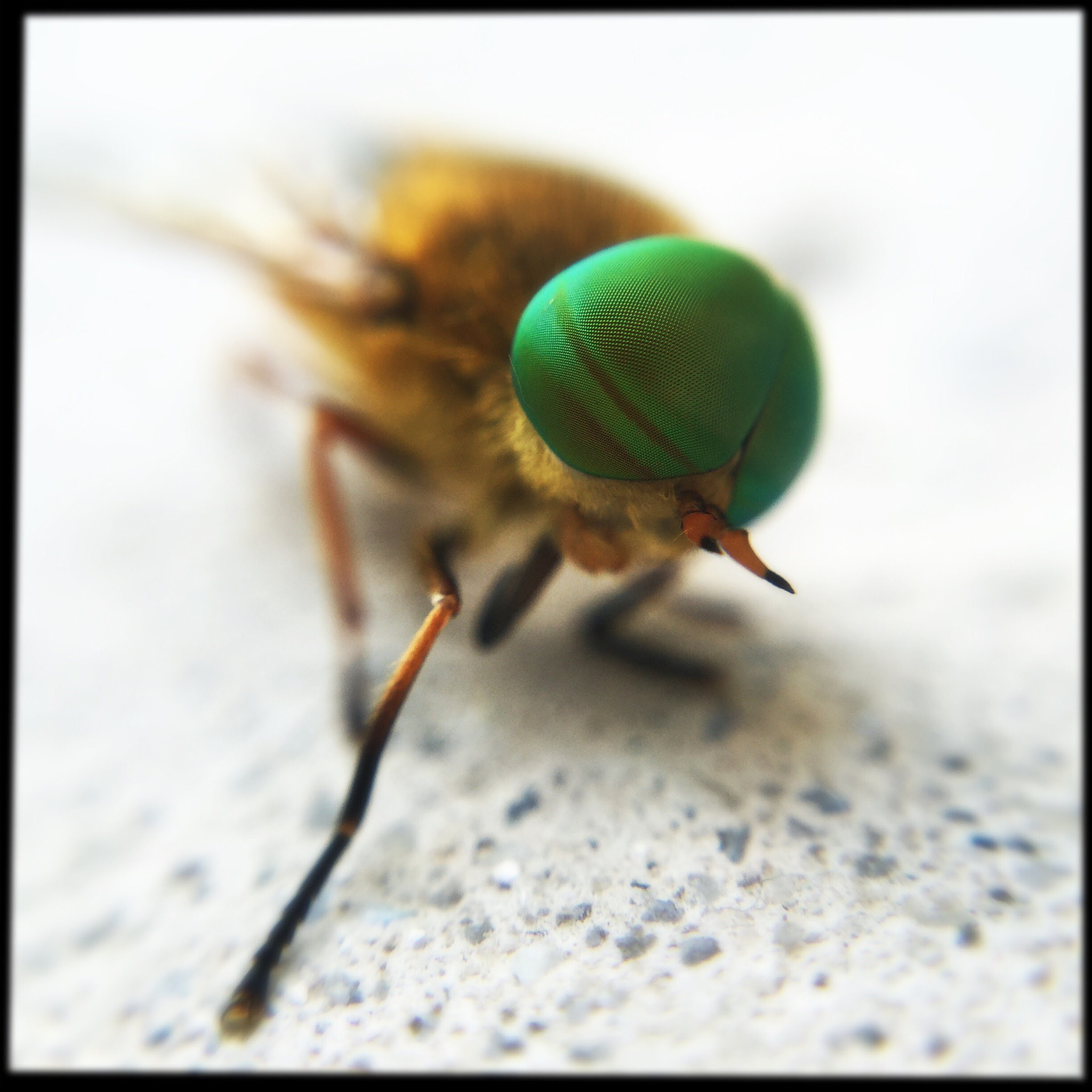 Hipstamatic 280 sample photo. A green eyed horsefly photography