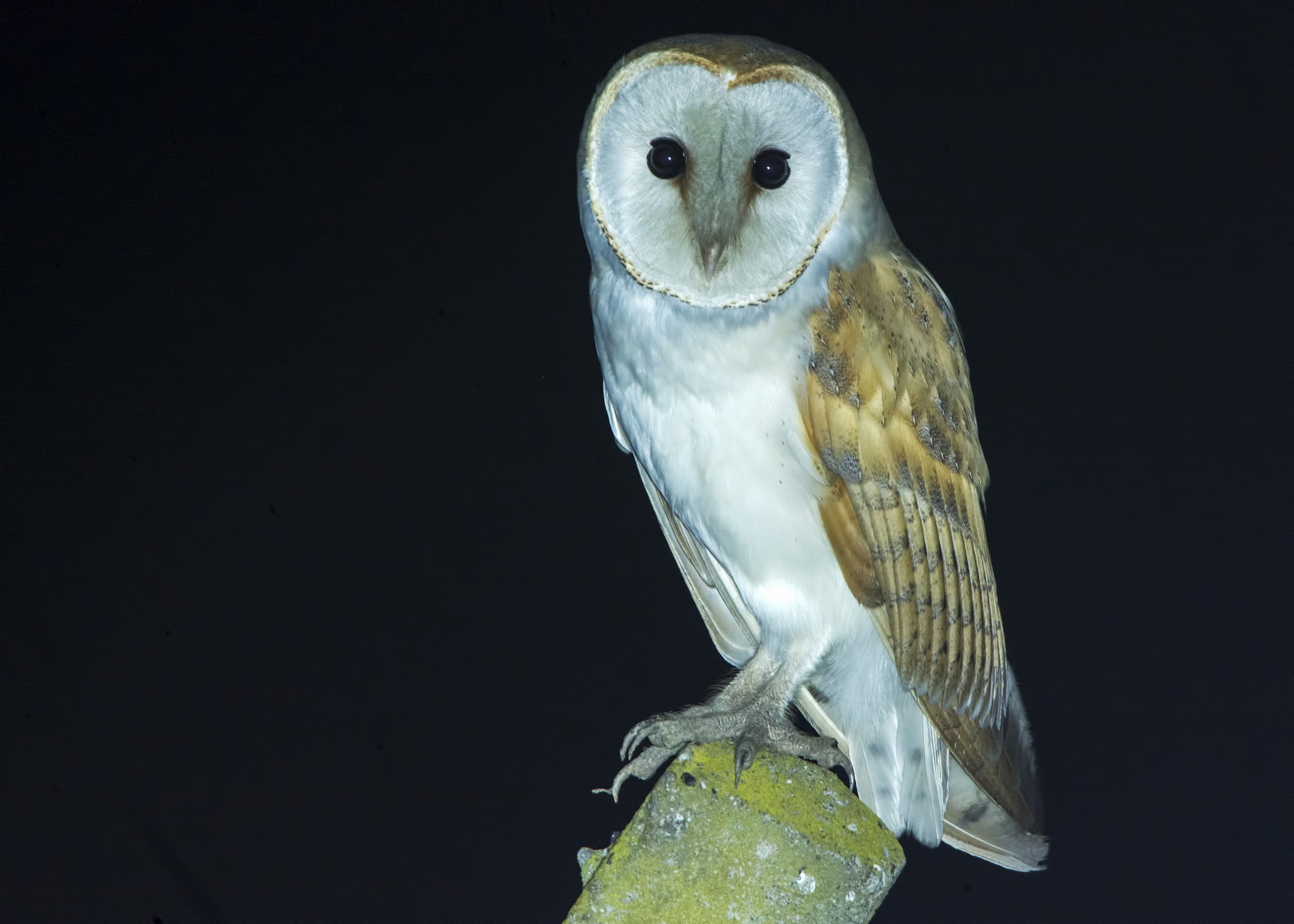 Nikon Nikkor AF-S 300mm F4E PF ED VR sample photo. Western barn owl 2016 adana turkey photography