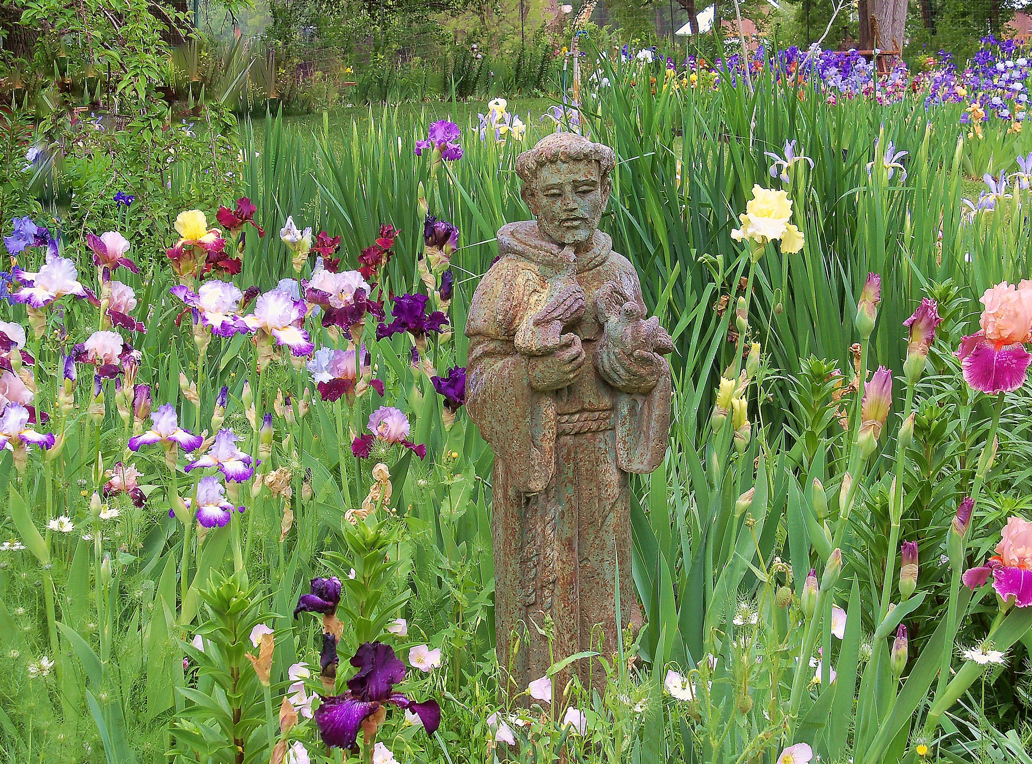Kodak EasyShare Z915 sample photo. St francis protect us photography