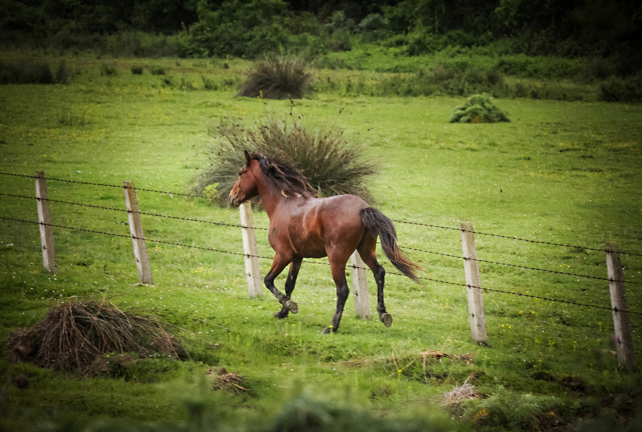 Canon EOS 650D (EOS Rebel T4i / EOS Kiss X6i) + Sigma 50-200mm F4-5.6 DC OS HSM sample photo. Free horse photography