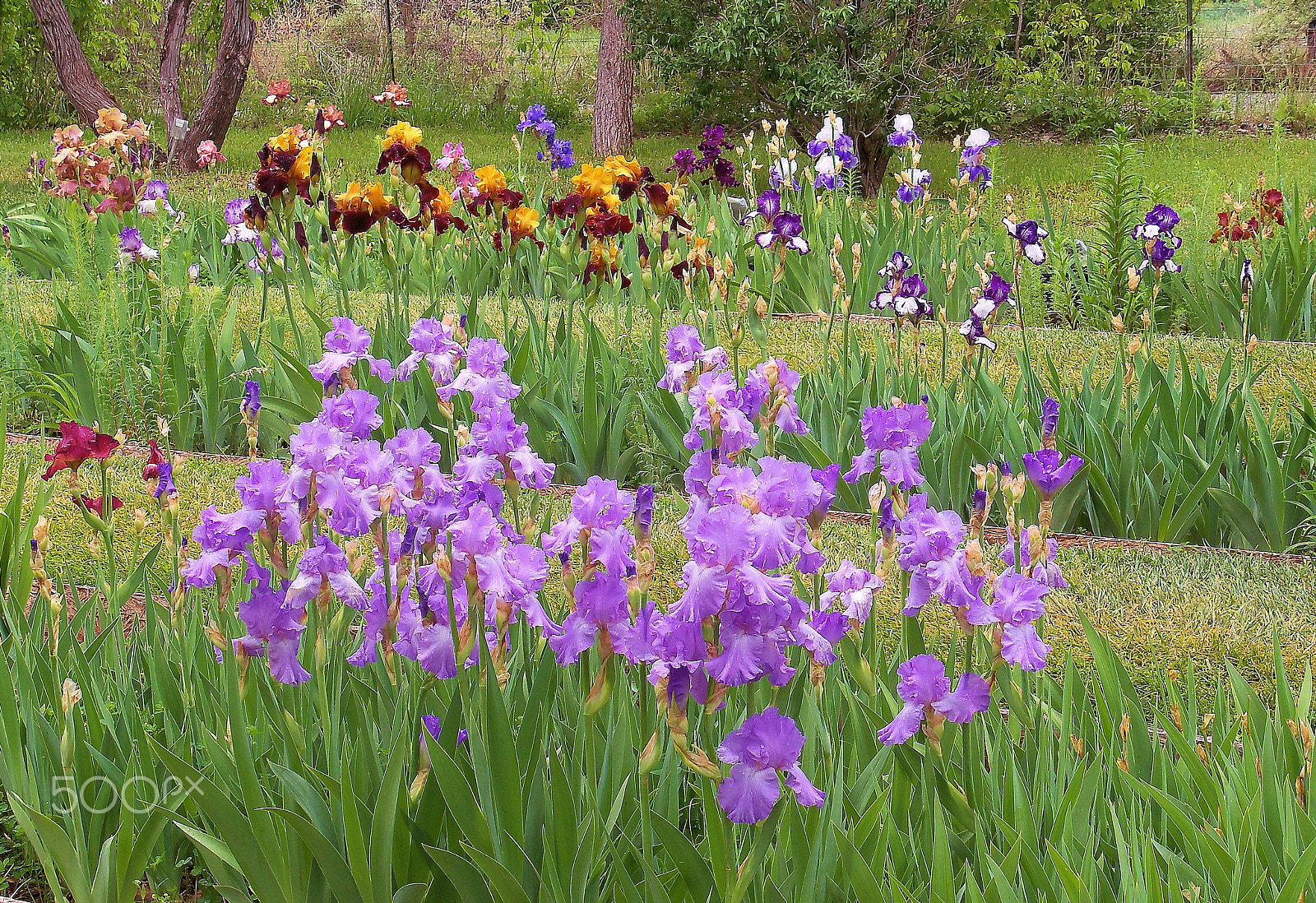 Kodak EasyShare Z915 sample photo. Purple passion photography