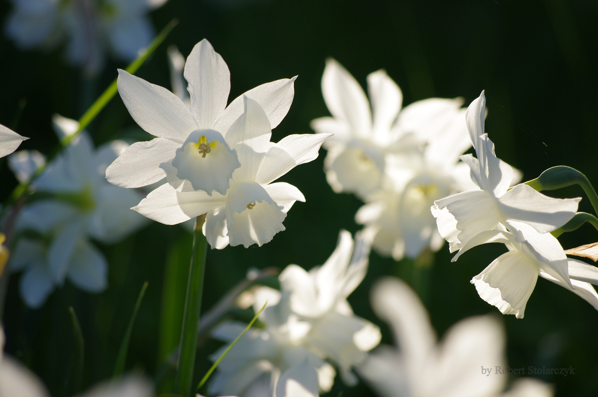smc PENTAX-DA L 50-200mm F4-5.6 ED sample photo. The colours of spring photography