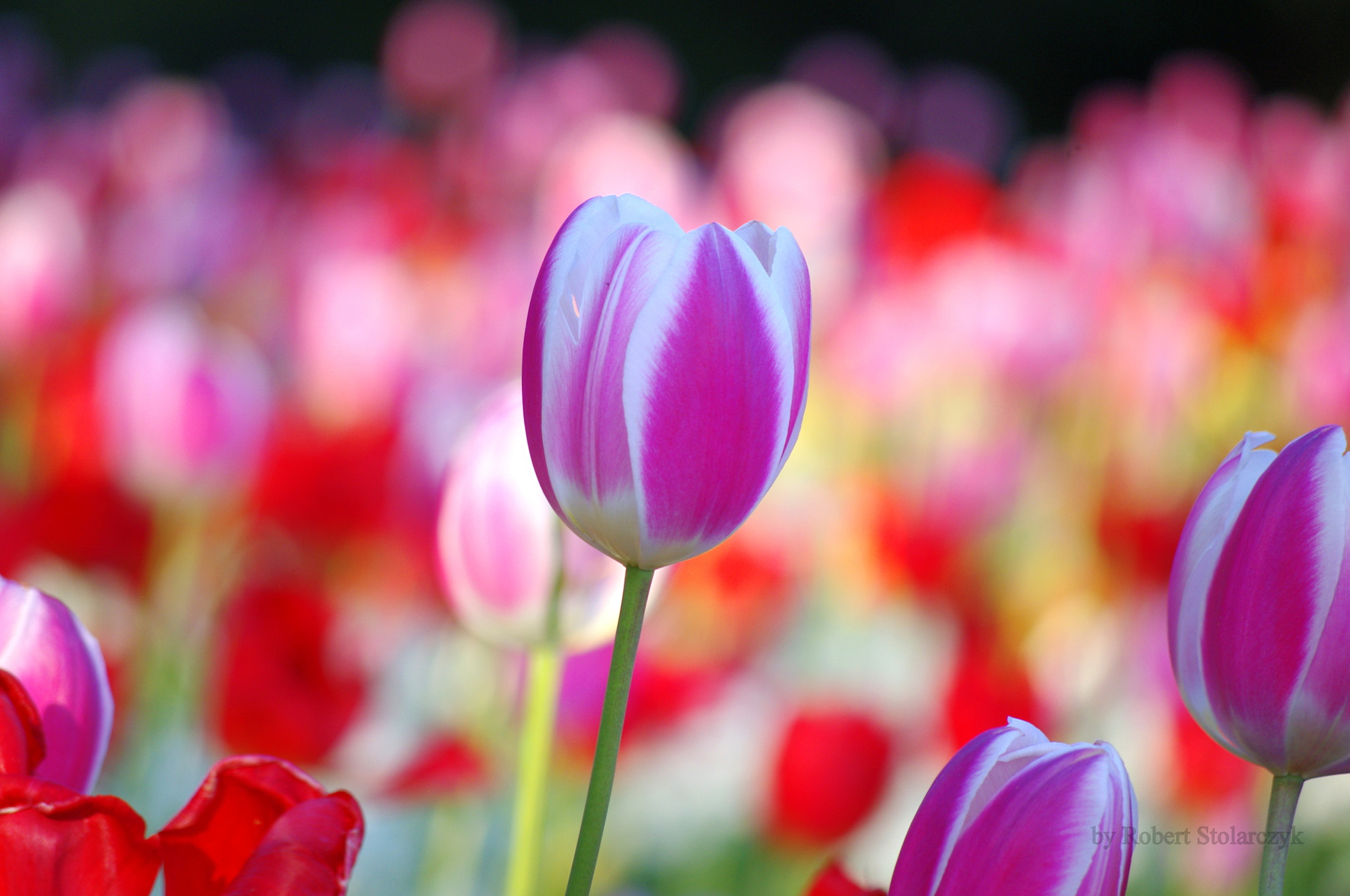 smc PENTAX-DA L 50-200mm F4-5.6 ED sample photo. The colours of spring photography