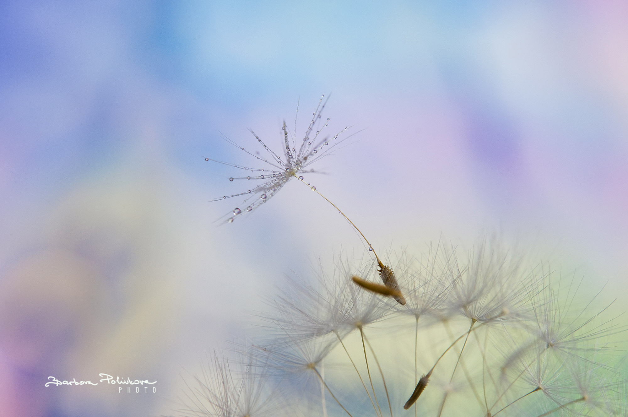 Nikon AF-S Micro-Nikkor 60mm F2.8G ED sample photo. Ready for new life photography
