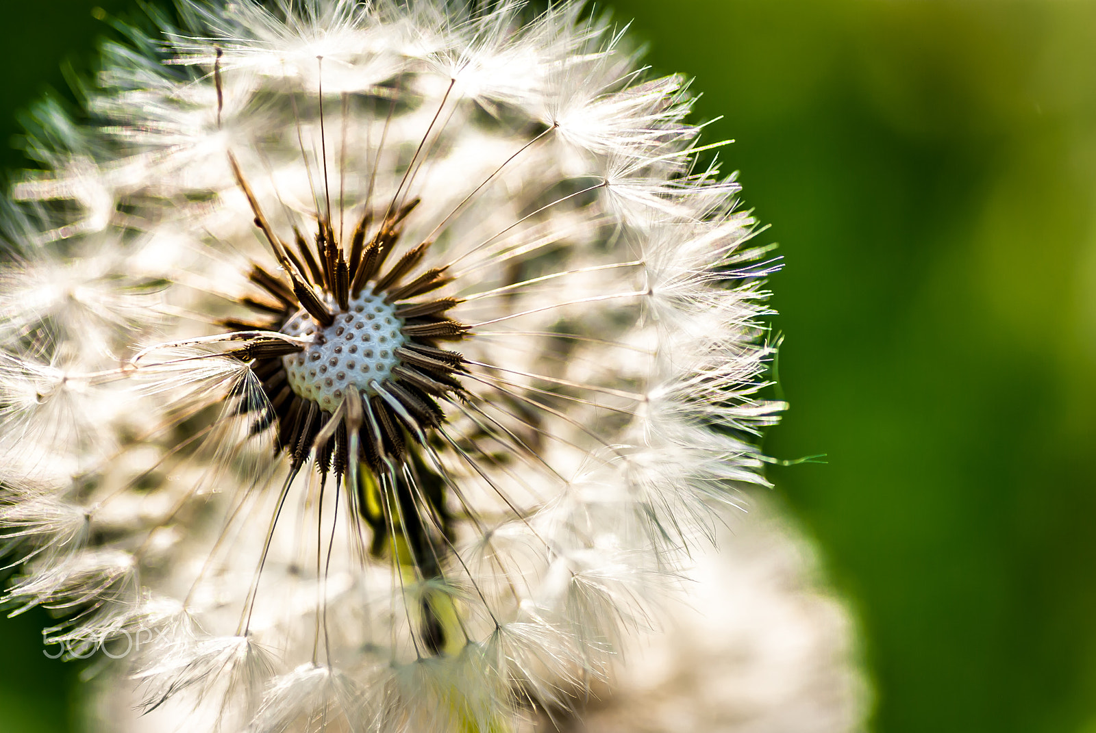 Nikon D80 sample photo. Dandelion photography
