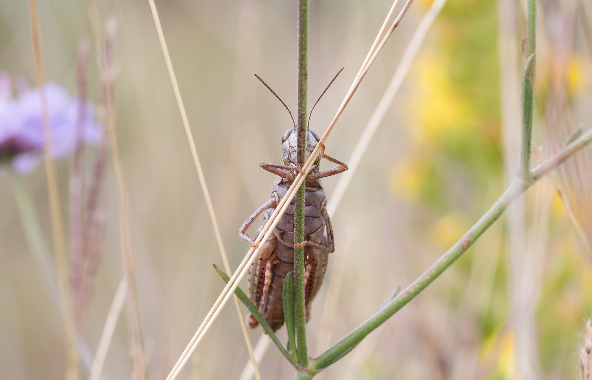 Canon EOS 650D (EOS Rebel T4i / EOS Kiss X6i) + Tamron SP AF 90mm F2.8 Di Macro sample photo. Locust perform photography