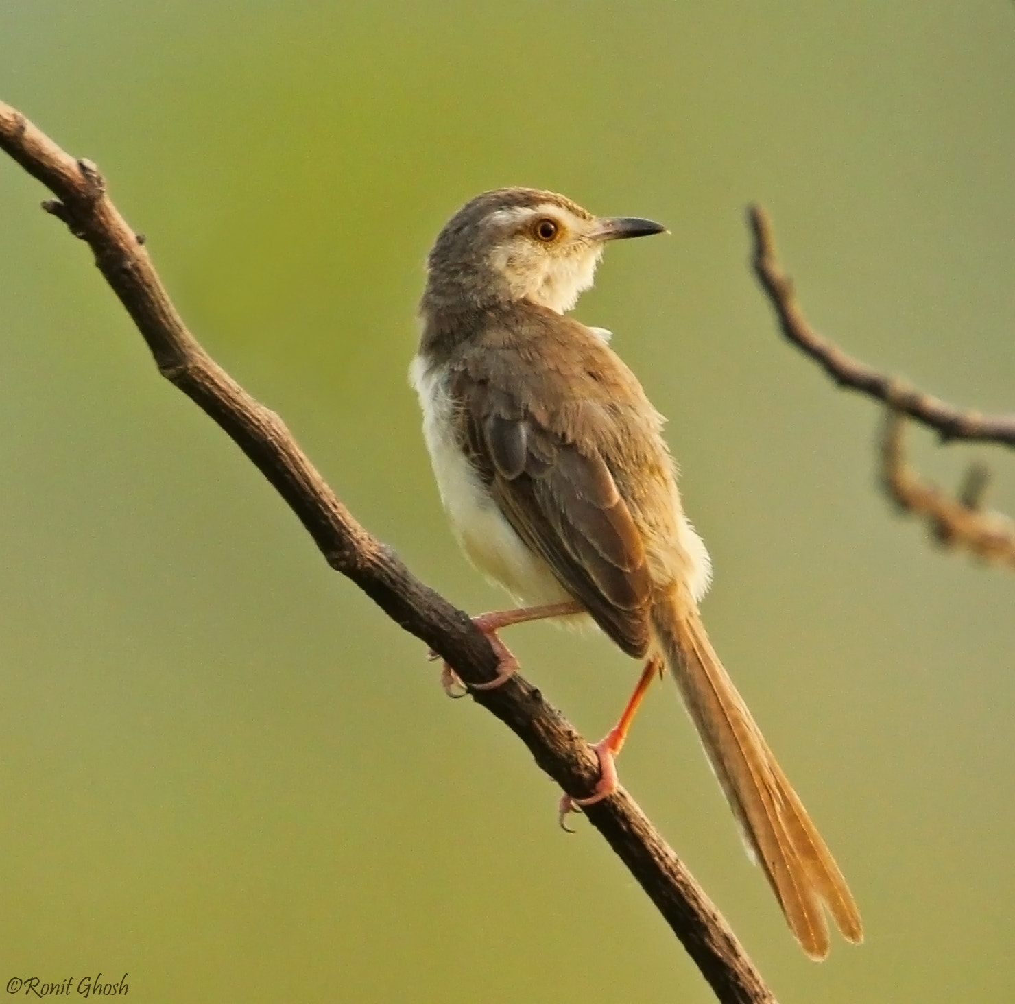 Tamron SP 150-600mm F5-6.3 Di VC USD sample photo. Plain prinia. photography