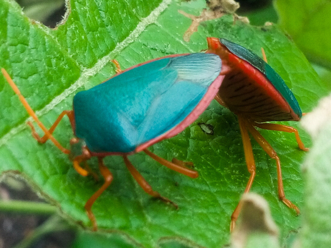LG L Bello sample photo