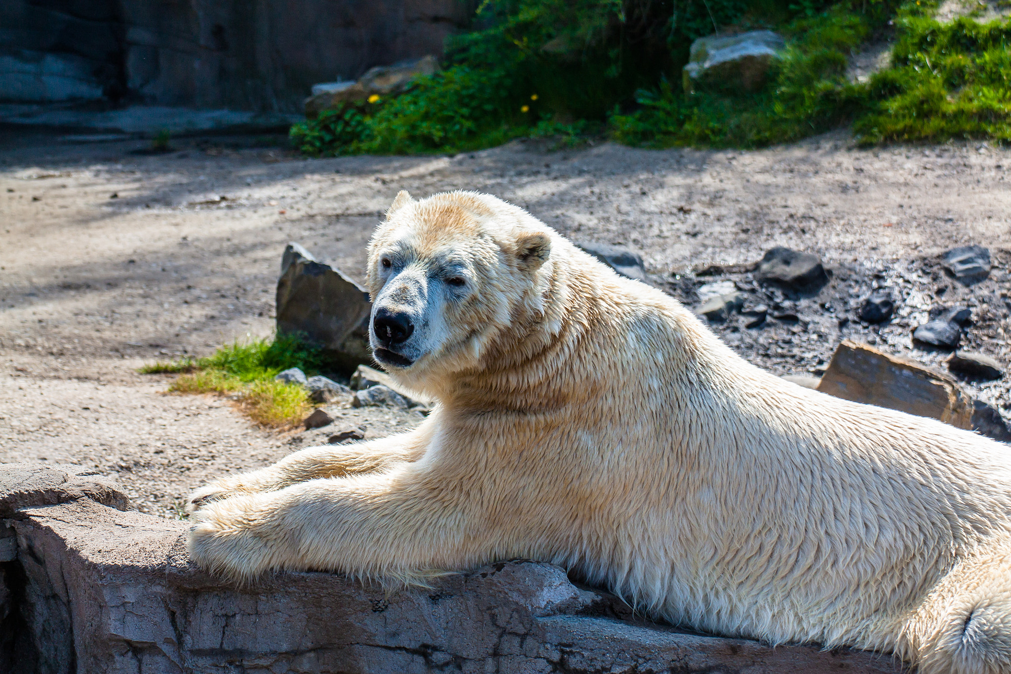 Canon EOS 450D (EOS Rebel XSi / EOS Kiss X2) sample photo. Lying polar bear photography