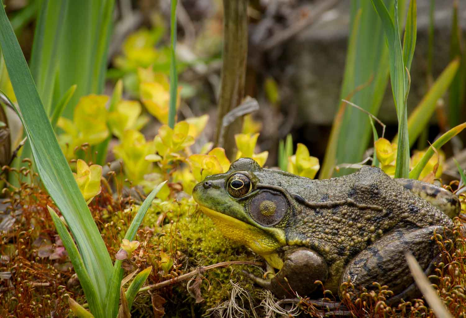 Sony Alpha DSLR-A500 + Sony DT 55-300mm F4.5-5.6 SAM sample photo. Ontario green frog photography