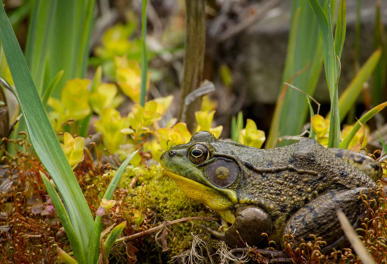 Sony Alpha DSLR-A500 sample photo. Ontario green frog photography