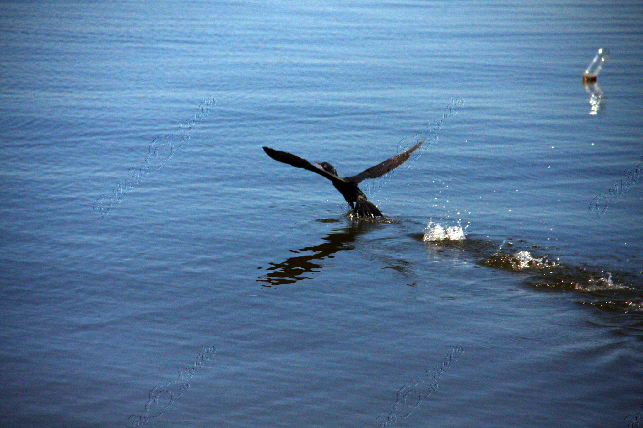 Canon EOS 40D sample photo. Levantando vôo photography