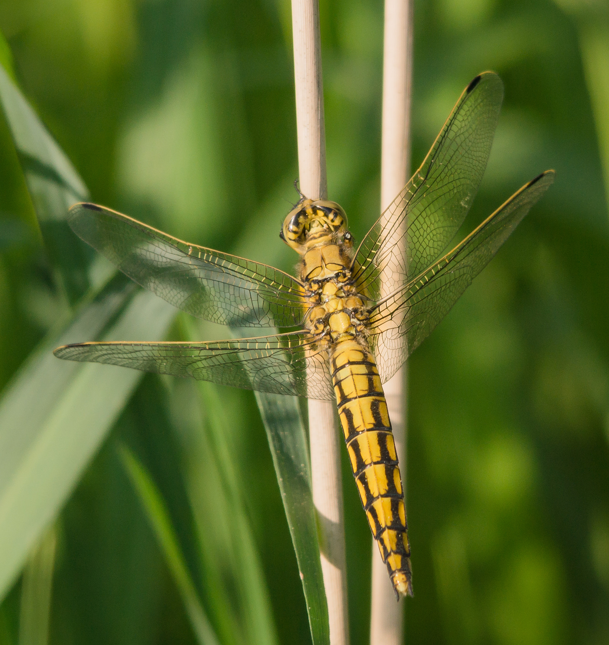 Sigma 150-500mm F5-6.3 DG OS HSM sample photo. Großer blaupfeil (weibchen) photography
