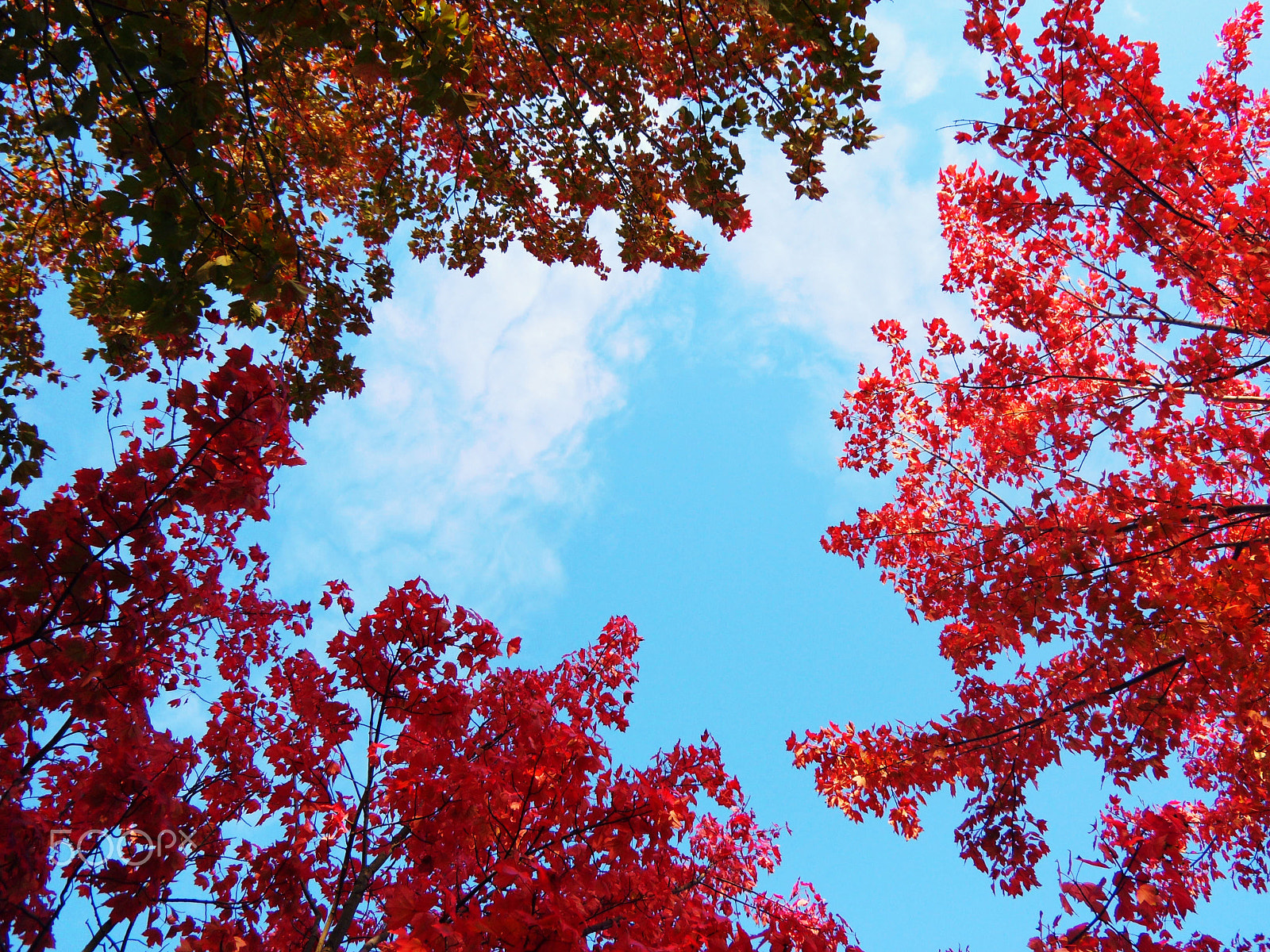 Nikon Coolpix S710 sample photo. Looking up at trees photography