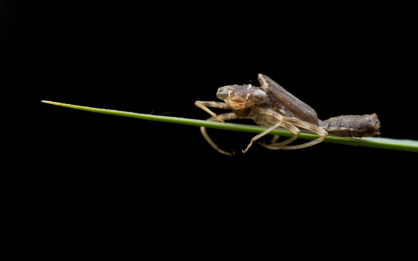 Sony a7 II + 105mm F2.8 sample photo. Exuvie of a small dragonfly photography