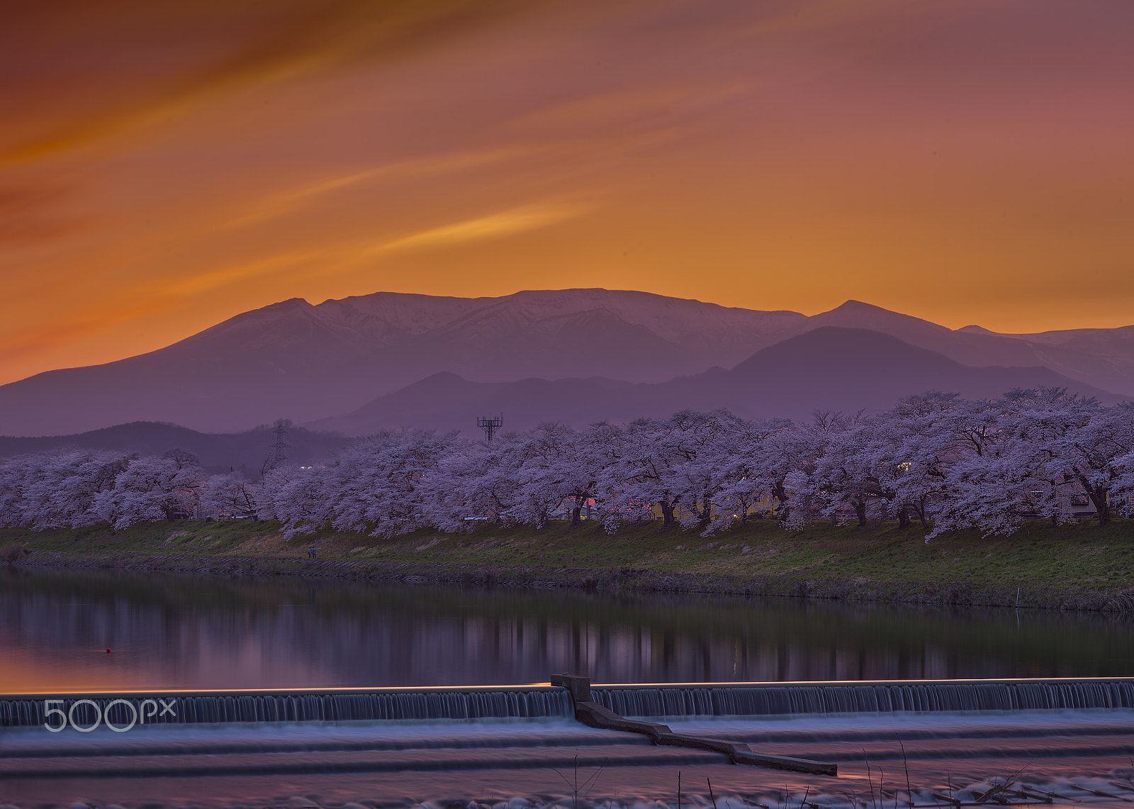 ZEISS Makro-Planar T* 100mm F2 sample photo. Sakura sunset photography
